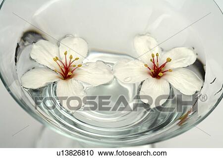 Tung Blossom, Paulownia, Tung Flower View Large Photo Image Stock Image - Tung Blossom, Paulownia, Tung Flower. Fotosearch