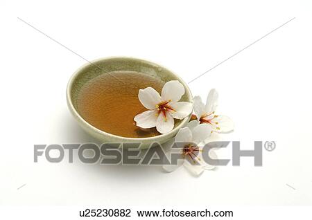 Stock Image - Tung Blossom, Paulownia, Tung Flower. Fotosearch