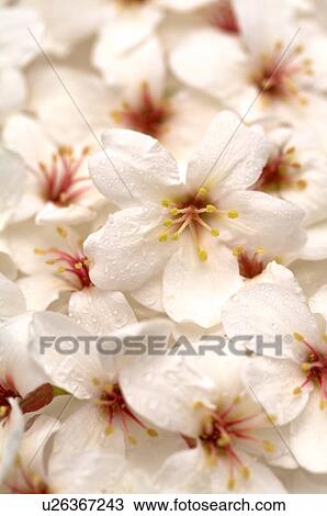 Tung Blossom, Paulownia, Tung Flower View Large Photo Image Stock Image - Tung Blossom, Paulownia, Tung Flower. Fotosearch