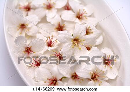 Stock Photo - Tung Blossom, Paulownia, Tung Flower. Fotosearch