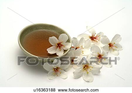 Stock Photo - Tung Blossom, Paulownia, Tung Flower. Fotosearch
