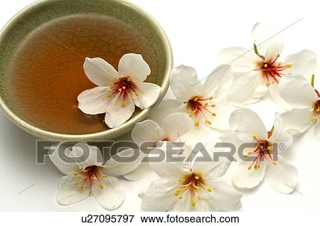 Tung Blossom, Paulownia, Tung Flower View Large Photo Image Stock Photo - Tung Blossom, Paulownia, Tung Flower. Fotosearch