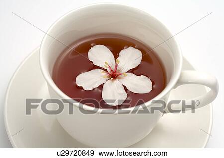 Tung Blossom, Paulownia, Tung Flower View Large Photo Image Stock Photo - Tung Blossom, Paulownia, Tung Flower. Fotosearch