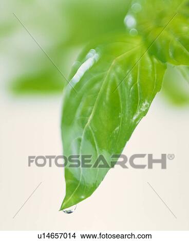 Basil View Large Photo Image Picture - Basil. Fotosearch