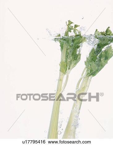 Celery / Tank View Large Photo Image Stock Photograph - Celery / Tank. Fotosearch