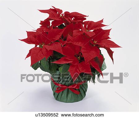 Christmas View Large Photo Image Stock Image - Christmas. Fotosearch