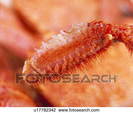 Hairy Crab View Large Photo Image Stock Image - Hairy Crab. Fotosearch