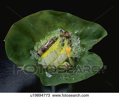 Live Sashimi Of Prawn View Large Photo Image Stock Image - Live Sashimi Of Prawn. Fotosearch