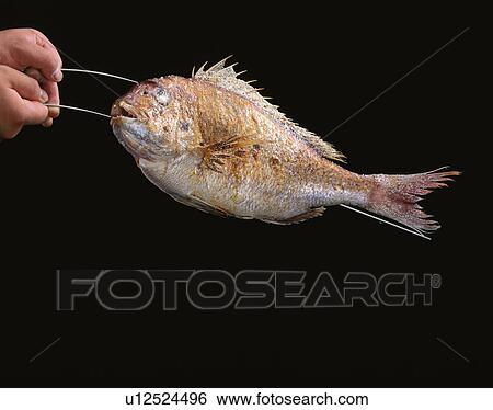 Stock Photograph - Sea Bream Grilled With Salt. Fotosearch