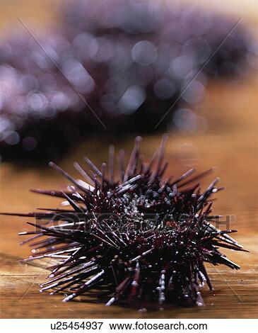 Sea Urchin View Large Photo Image Stock Photo - Sea Urchin. Fotosearch
