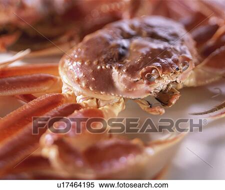 Snow Crab View Large Photo Image Stock Photography - Snow Crab. Fotosearch