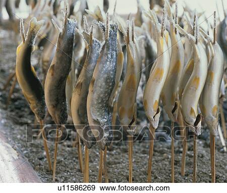 Sweetfish And Char Grilled With Salt View Large Photo Image Stock Photo - Sweetfish And Char Grilled With Salt. Fotosearch