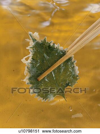 Tempura, Oba, View Large Photo Image Stock Image - Tempura, Oba,. Fotosearch