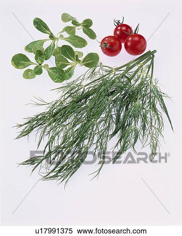 A Cherry Tomato, Mache, Dale View Large Photo Image Stock Photography - A Cherry Tomato, Mache, Dale. Fotosearch