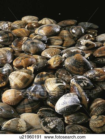Stock Image - A Short-Neck Clam. Fotosearch