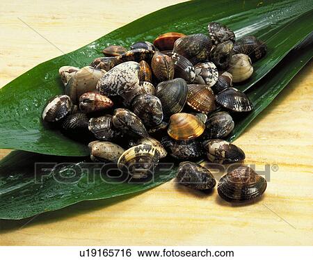 Stock Photograph - A Short-Neck Clam. Fotosearch
