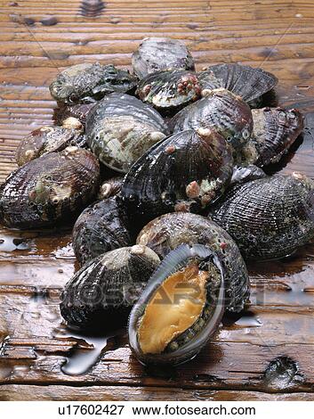 Stock Photo - Abalone, Shell Fish. Fotosearch
