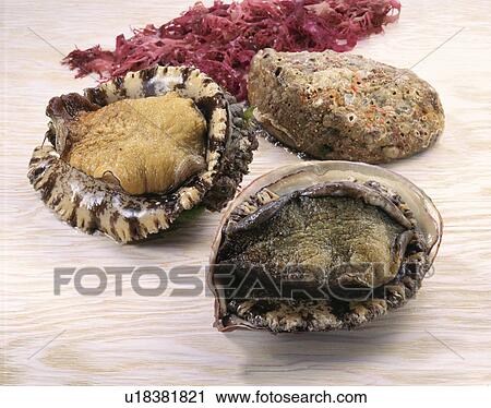 Abalone View Large Photo Image Stock Image - Abalone. Fotosearch