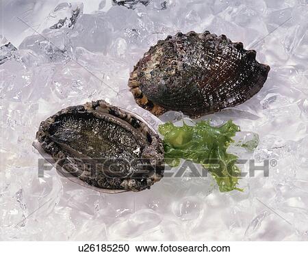 Stock Image - Abalone. Fotosearch