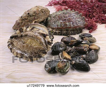 Stock Photo - Abalone. Fotosearch