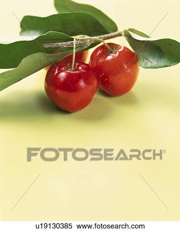Acerola View Large Photo Image Stock Photography - Acerola. Fotosearch