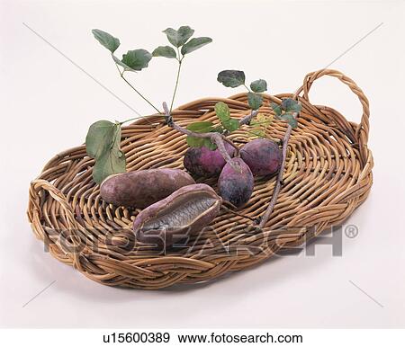 Stock Photo - Akebi. Fotosearch