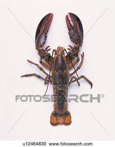 American Lobster View Large Photo Image Stock Image - American Lobster. Fotosearch
