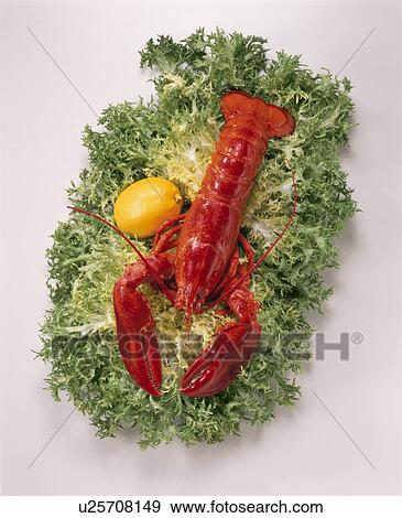 American Lobster View Large Photo Image Stock Photo - American Lobster. Fotosearch