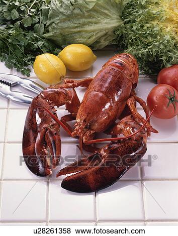 American Lobster View Large Photo Image Stock Photo - American Lobster. Fotosearch