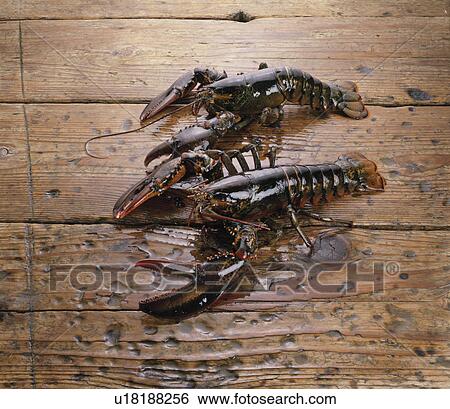 American Lobster View Large Photo Image Stock Photograph - American Lobster. Fotosearch