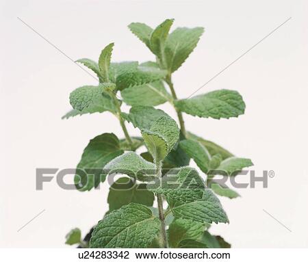 Stock Image - Apple Mint. Fotosearch