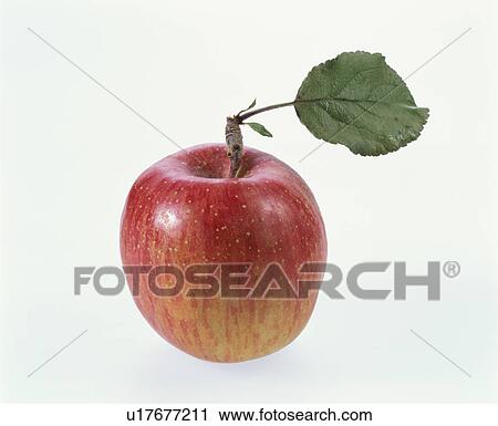 Apple View Large Photo Image Stock Image - Apple. Fotosearch