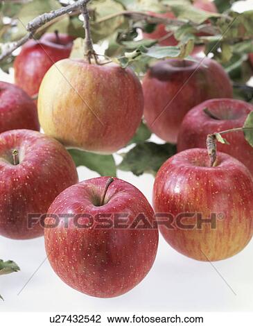 Stock Image - Apple. Fotosearch