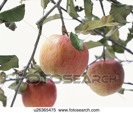 Apple View Large Photo Image Stock Photography - Apple. Fotosearch