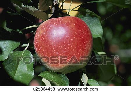 Apple, Sunlight, View Large Photo Image Stock Photo - Apple, Sunlight,. Fotosearch