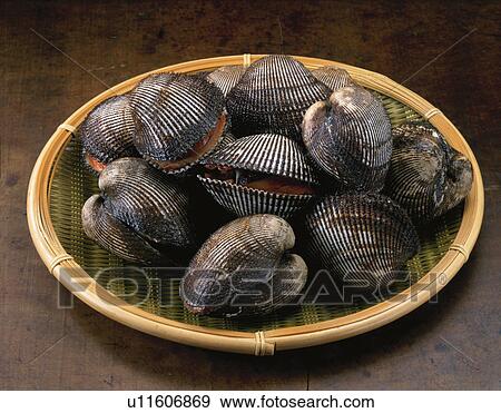 Stock Photo - Ark Shell. Fotosearch