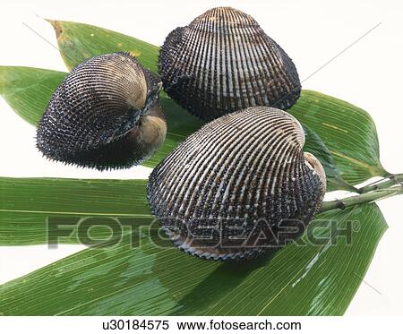 Stock Photography - Ark Shell. Fotosearch