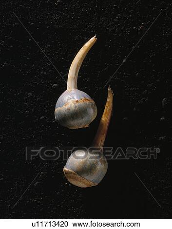 Arrowhead, Blue Arrowhead View Large Photo Image Stock Image - Arrowhead, Blue Arrowhead. Fotosearch
