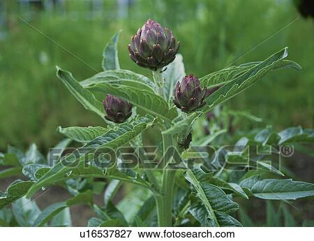 Stock Photo - Artichoke. Fotosearch