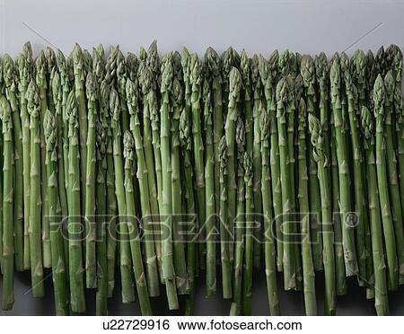 Stock Photograph - Asparagus. Fotosearch