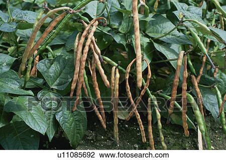 Azuki Bean View Large Photo Image Stock Image - Azuki Bean. Fotosearch