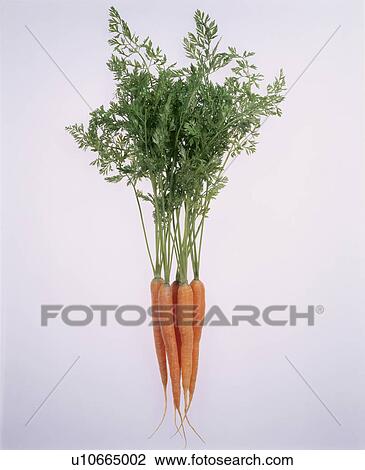 Stock Image - Baby Carrot. Fotosearch