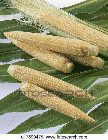 Baby Corn View Large Photo Image Stock Photography - Baby Corn. Fotosearch