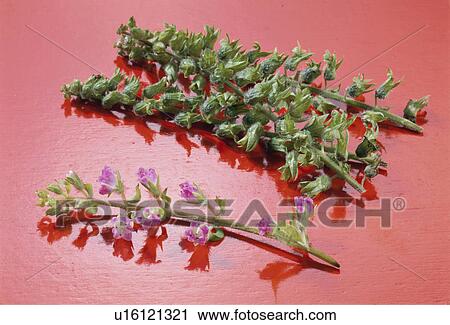 Stock Image - Beefsteak Plant. Fotosearch