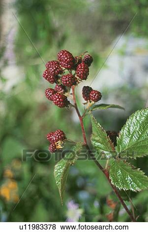 Stock Photo - Blackberry. Fotosearch