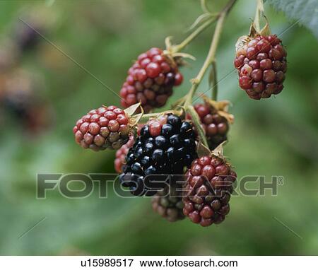 Stock Photo - Blackberry. Fotosearch