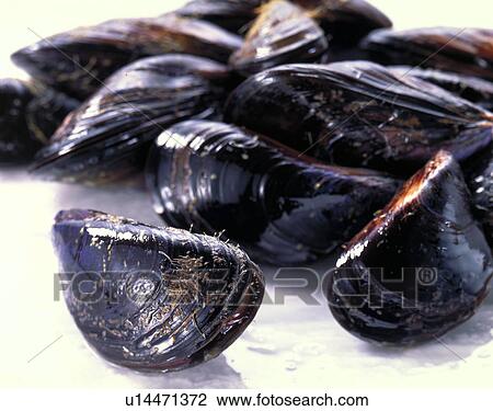 Stock Image - Blue Mussel. Fotosearch