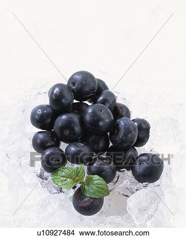 Picture - Blueberry. Fotosearch