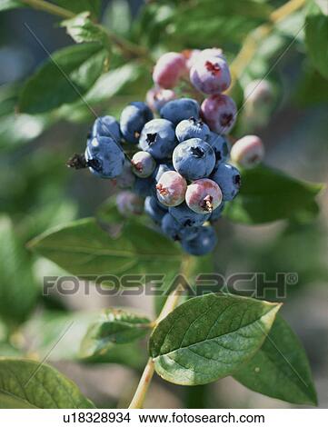 Picture - Blueberry. Fotosearch