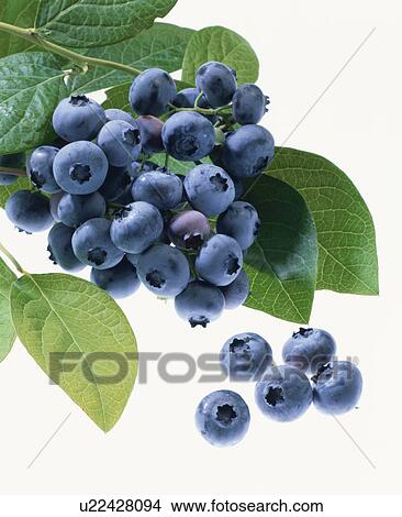 Picture - Blueberry. Fotosearch
